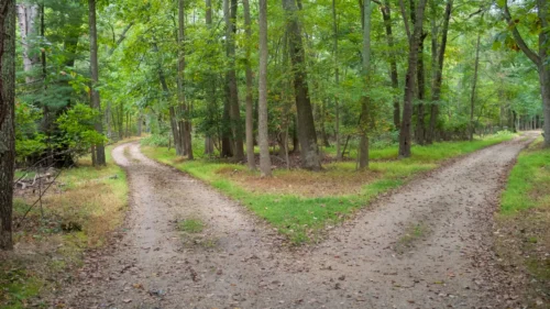 Two paths diverging in a forest. One path is lighter; the other is shadowed.